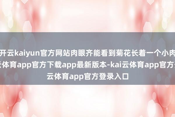 开云kaiyun官方网站肉眼齐能看到菊花长着一个小肉球-kai云体育app官方下载app最新版本-kai云体育app官方登录入口